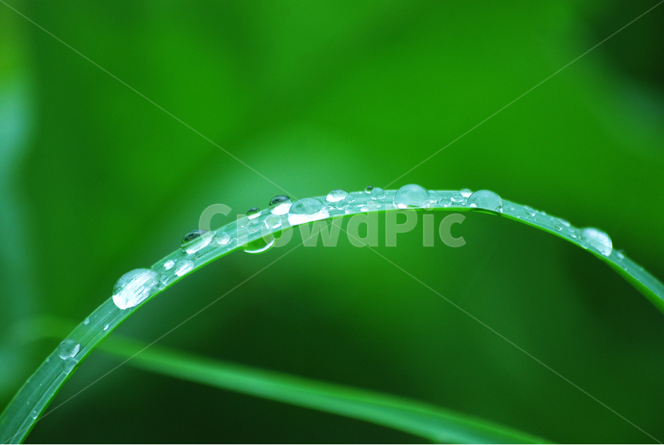 이슬,물방울,풀잎이슬,투명,빗방울,봄비,dew,water,맺히다,방울방울,plant,green,초록,싱그러운,신선한,맑은,아침이슬,해맑은,빗물,초본,영롱한,접사,마크로,클로즈업,봄,계절,spring,season,식물,자연,plants,nature,droplet,작은 물방울