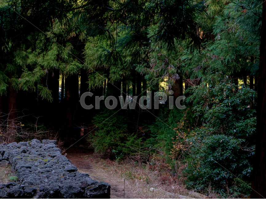 산담,무덤,산소,제주문화,장례,funeral,jejuculture,culture,sandam,woods,wood,crave,jeju,jejudo,vegetation,초목,outdoors,옥외,woodland,삼림지,forest,숲,nature,자연,작은숲,grove,풍경,scenery,사려니숲길,treetrunk,나무,tree,식물,plant,나무줄기