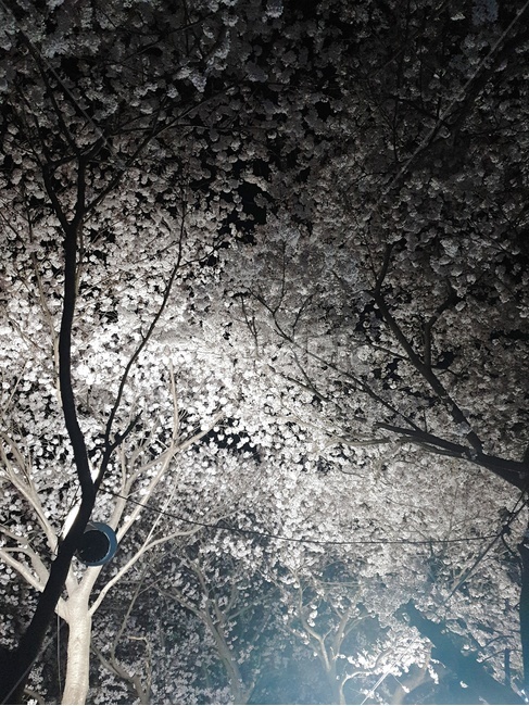 벚꽃,야경,봄,불빛,산,봄,계절,spring,season,nature,자연,outdoors,옥외