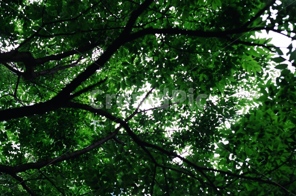 자연,필름,나무,햇빛,감성,녹색,자연,풍경,nature,landscape,tree,plant,식물,leaf,잎