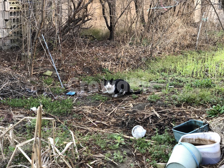 ground,바닥,고양이,자연,cat,동물,환경오염