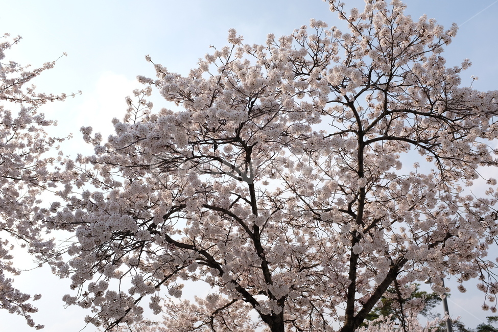 봄꽃,벚꽃,봄,개화,3월꽃,봄,계절,spring,season,식물,자연,plants,nature,꽃,flower,나무,trees,wood,plant,blossom