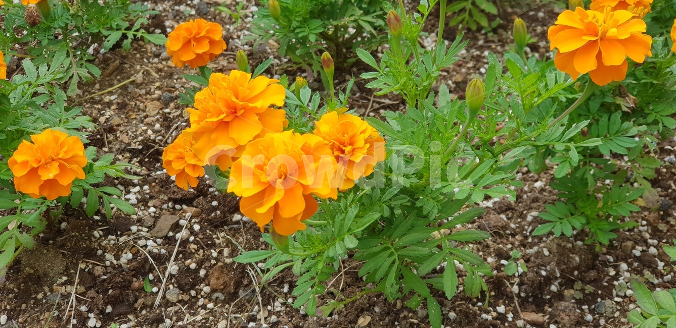 주황색,주황꽃,꽃,flower,들꽃