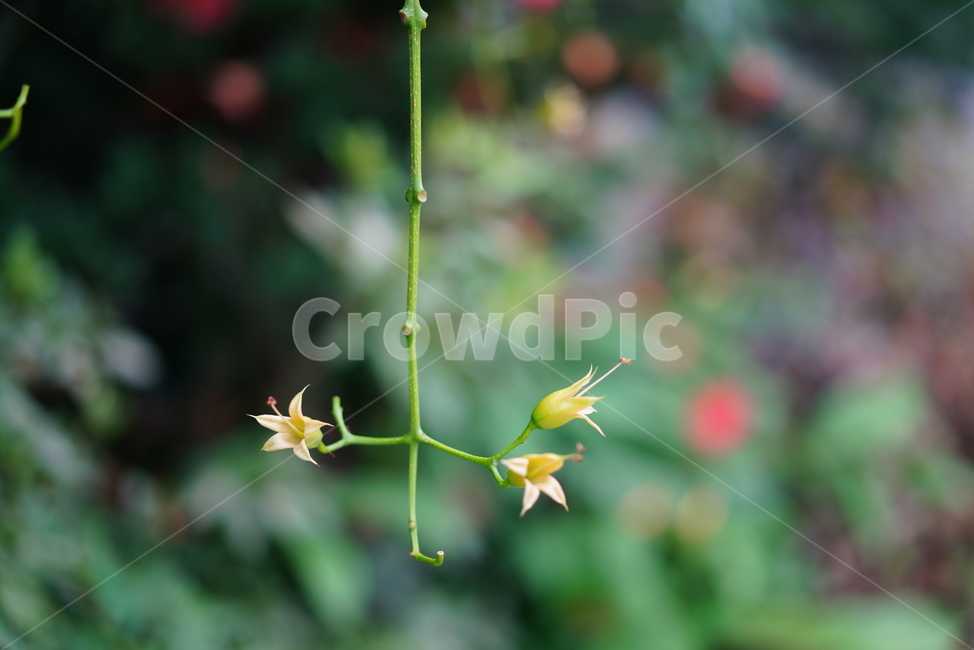 능소화,꽃,컬러,색감,주황,생명,식물,생물,flower,식물,자연,plants,nature,꽃,flower