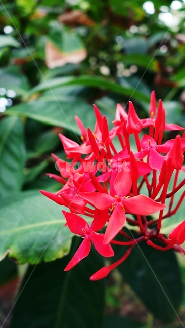 꽃,빨간꽃,식물,자연,flower,식물,자연,plants,nature,꽃,flower