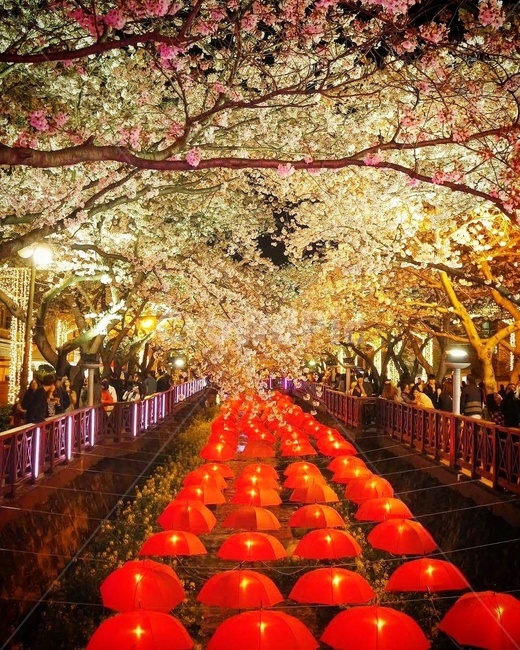 벚꽃,축제,flowers,봄,scenery,봄,계절,spring,season,야경,밤,풍경,nightscape,night,landscape,사람들,대중,군중,other people,crowd,축제,행사,festival,carnival,event