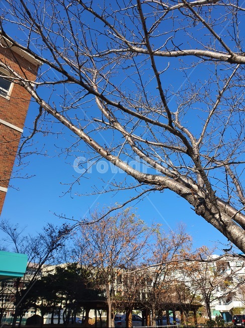 학교,가을하늘,나무,나무줄기,고등학교