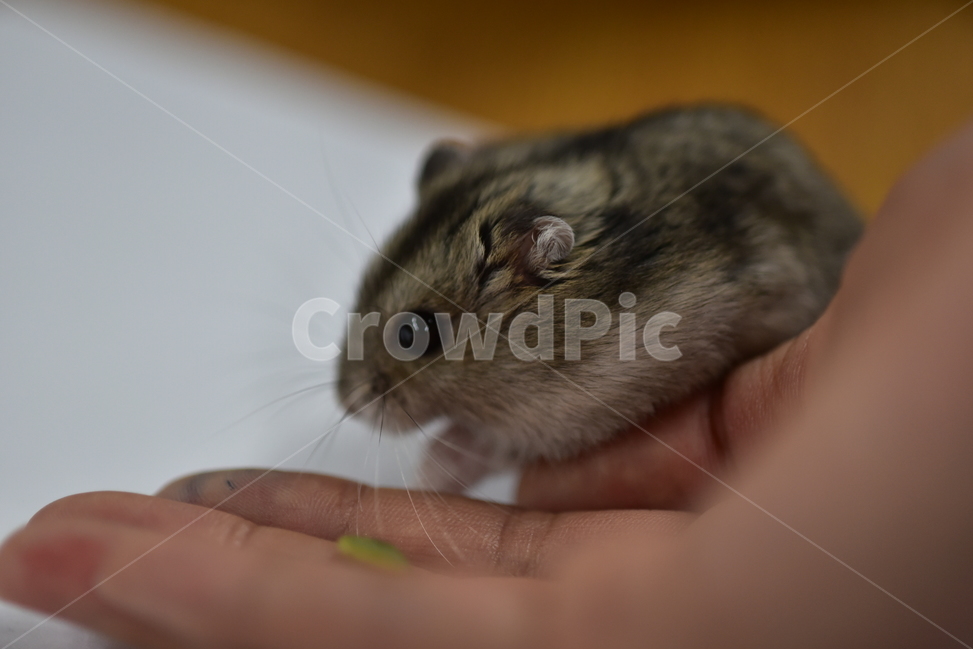 햄스터,동물,애완동물,포유류,펫,귀여움,귀여운,hamsters,mammals,pets,pet,cute,동물,animal,포유류,mammal