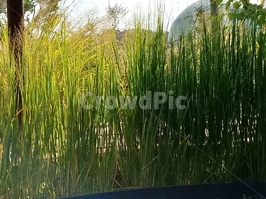 갈대,식물,reed,벼과,여러해살이풀,plant,겸가,노위,문견초,위근,위경,식물,자연,plants,nature