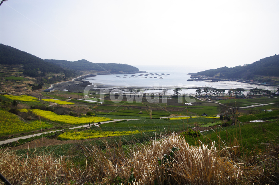청산도,유채꽃,꽃밭,꽃,flower,계절,봄,spring,하늘,구름,풍경,산,밭,섬,바다,봄,계절,spring,season,자연,풍경,nature,landscape,plant,식물,grass,잔디,outdoors,옥외,land,땅,promontory,곶,scenery
