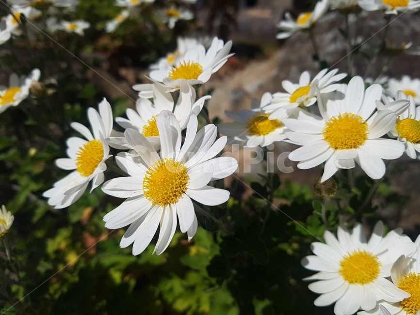 plant,식물,daisy,flower,꽃,데이지