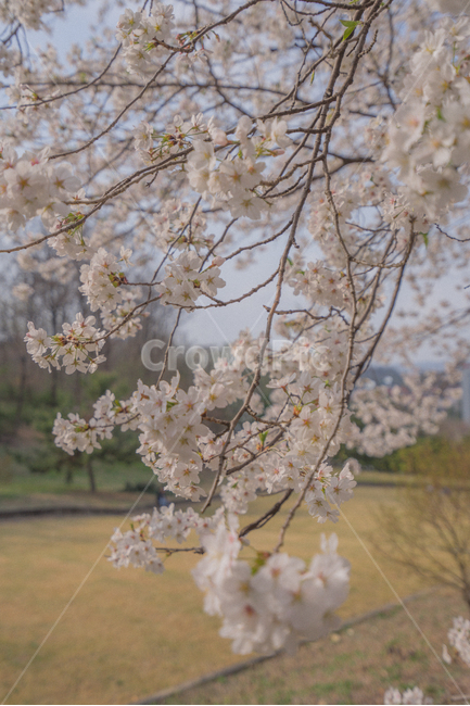 벚꽃,봄,감성,꽃,나무,korea,spring,cherryblossom,flower,봄,계절,spring,season,식물,자연,plants,nature,꽃,flower,감성,sensible,feeling,plant,blossom,cherry blossom