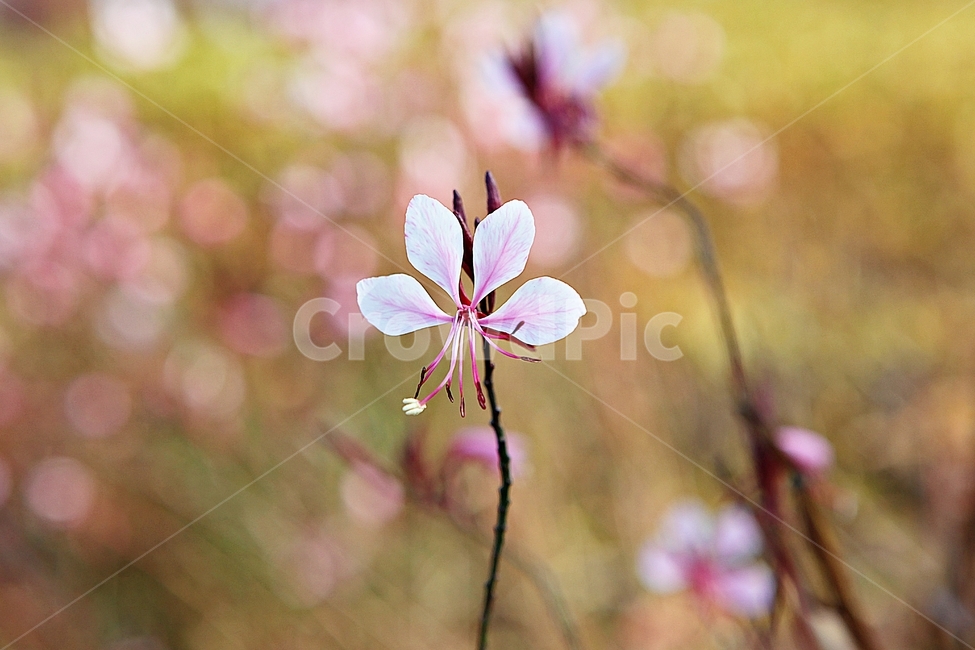 가우라,꽃,꽃잎,잎,줄기,식물,공원,자연,가을,식물,자연,plants,nature,꽃,flower