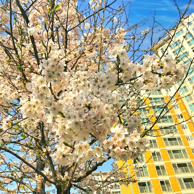 강원도,벚꽃,벚꽃구경,벚꽃나무,벚꽃놀이,sakura,하늘,cherryblossoms,cherryblossom,감성,색깔,보정,색상,색채,채도,색감,color,feeling,colersence,cherryblossoms,pink,cherryblossom