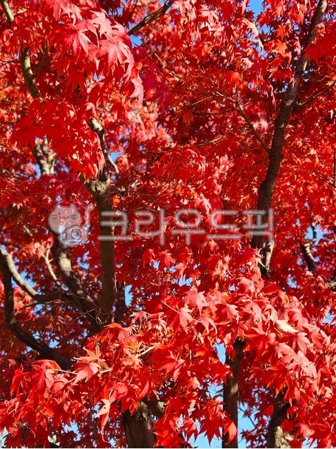 단풍, 단풍나무, 단풍잎, 단풍놀이, 낙엽, 사진,이미지,일러스트,캘리그라피 - byj3213작가