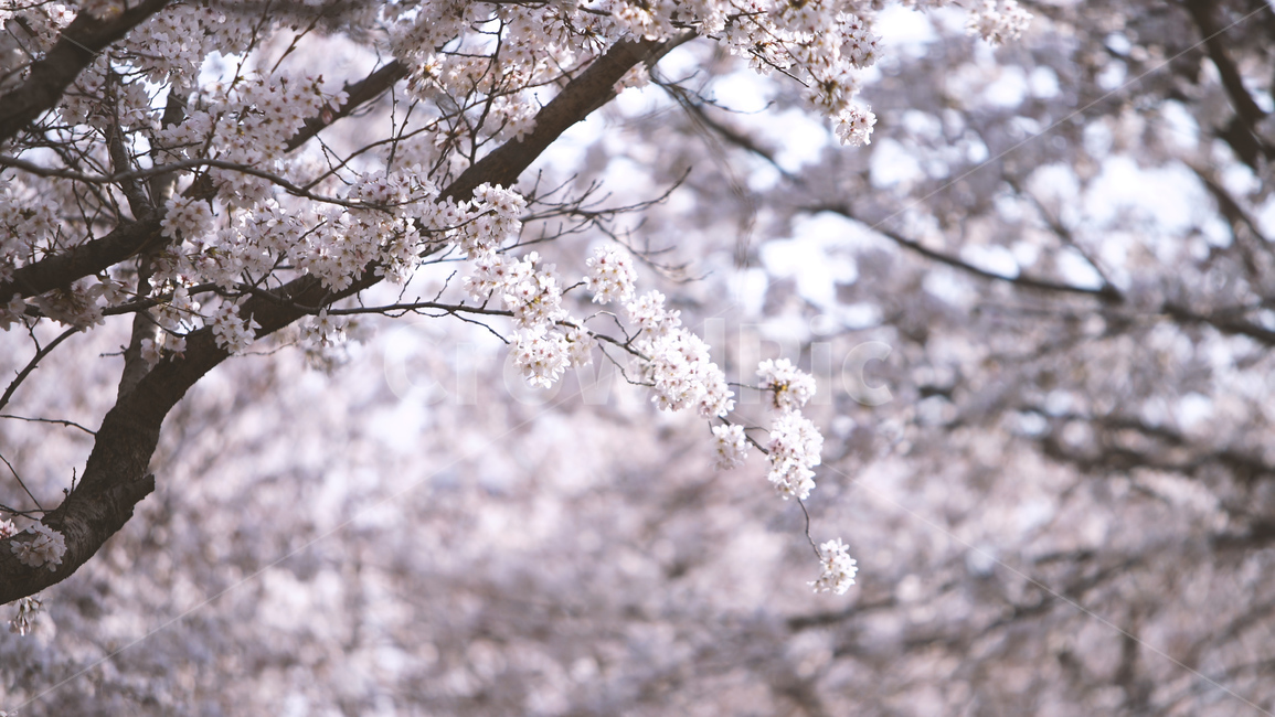 봄,벚꽃,cherryblossom,flowers,벚꽃나무,꽃비,벚꽃비,풍경,봄꽃,계절,spring,season,식물,자연,plants,nature,꽃,flower,나무,trees,wood,감성,sensible,feeling,배경화면,이미지,감성사진,봄,계절,spring,season,자연,풍경,nature,landscape,plant,blossom,cherry blossom