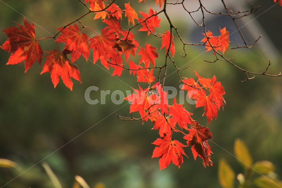 가을,단풍,빨간,나뭇잎,풍경,가을,계절,fall,autumn,season,식물,자연,plants,nature,plant,leaf,잎,tree,나무
