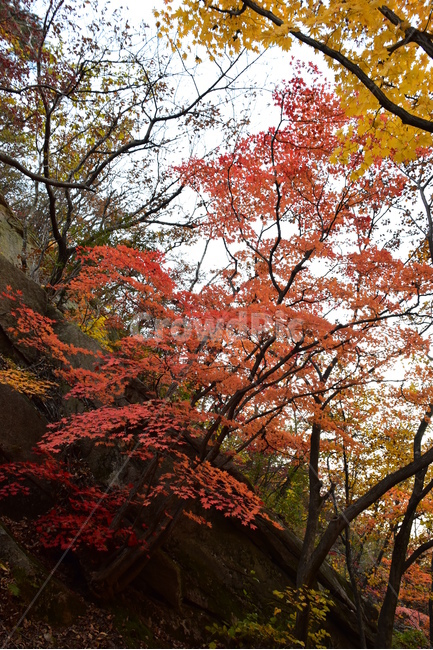 가을,단풍,울긋불긋,알록달록,형형색색,풍경,계절,시즌,아름다운,오색,가을색,가을,계절,fall,autumn,season,leaf,잎,plant,식물,tree,나무,maple
