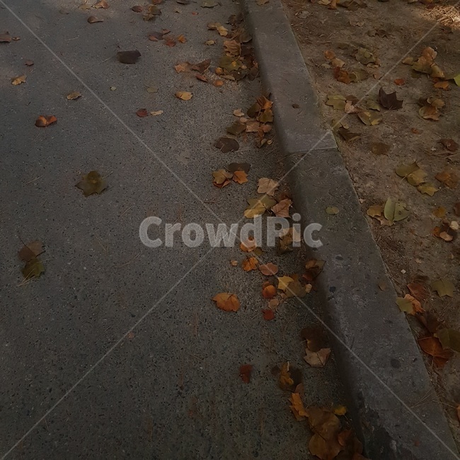 ground,leaf,낙엽,단풍,아스팔트,asphalt