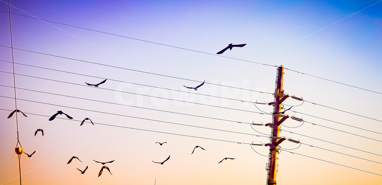 powerlines,전력선,cable,케이블,electrictransmissiontower,송전탑,새,bird,sky,하늘,까마귀,까마귀떼,crow,crows,animal,동물