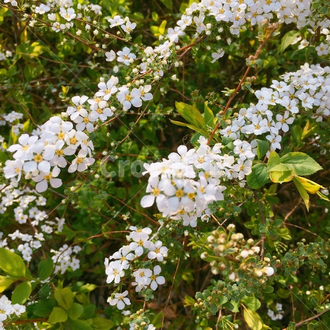 꽃,들꽃,flower,자연,봄,계절,nature,spring,plants,하얀꽃,풍경,식물,감성,season,야생화,시골,푸름,공원