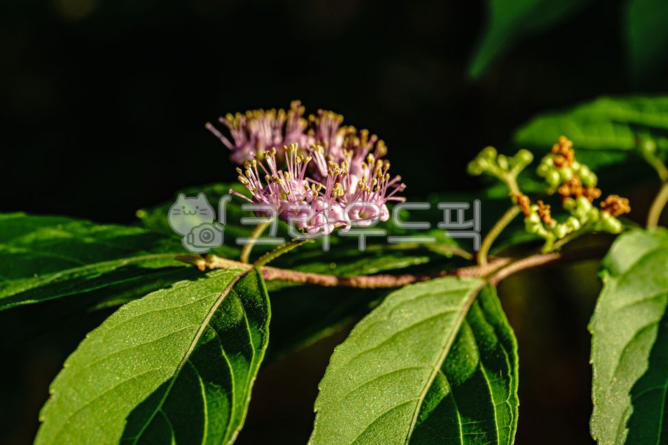 flowers,summerblossom,blossom,nature,purplebeautyberry,flowering,leaf,branch,full bloom,calligraphy plant,flower,leaves,Dicotyledon tree,plants,dicotyledonous plant,plant,deciduous shrub,Dichotomabeautyberry,stem
