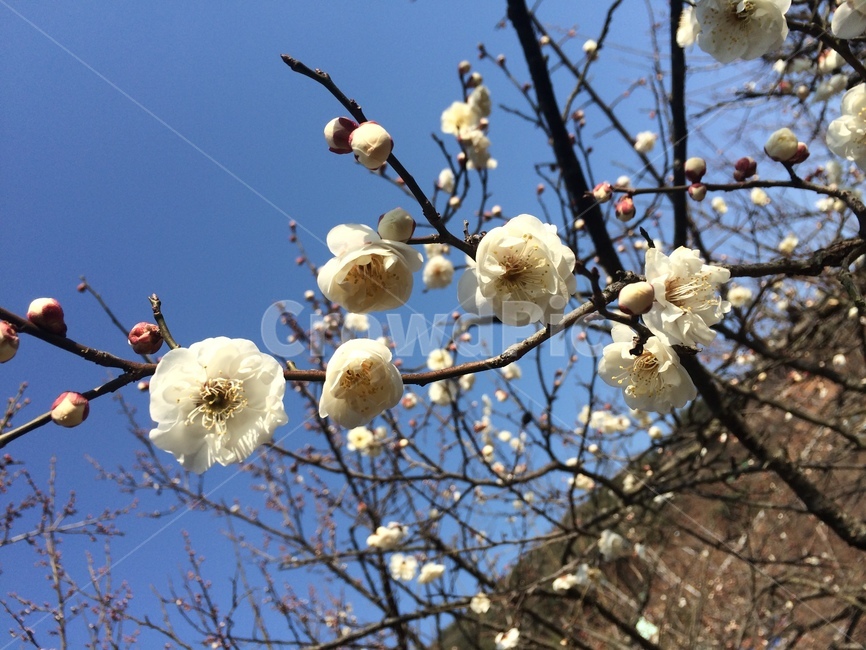 꽃,매화,봄,flower,spring