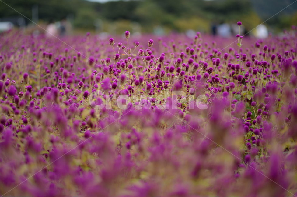 양주,나리공원,천일홍,가을,꽃,보라색,아웃포커싱,가을,계절,fall,autumn,season,식물,자연,plants,nature,꽃,flower,field,들