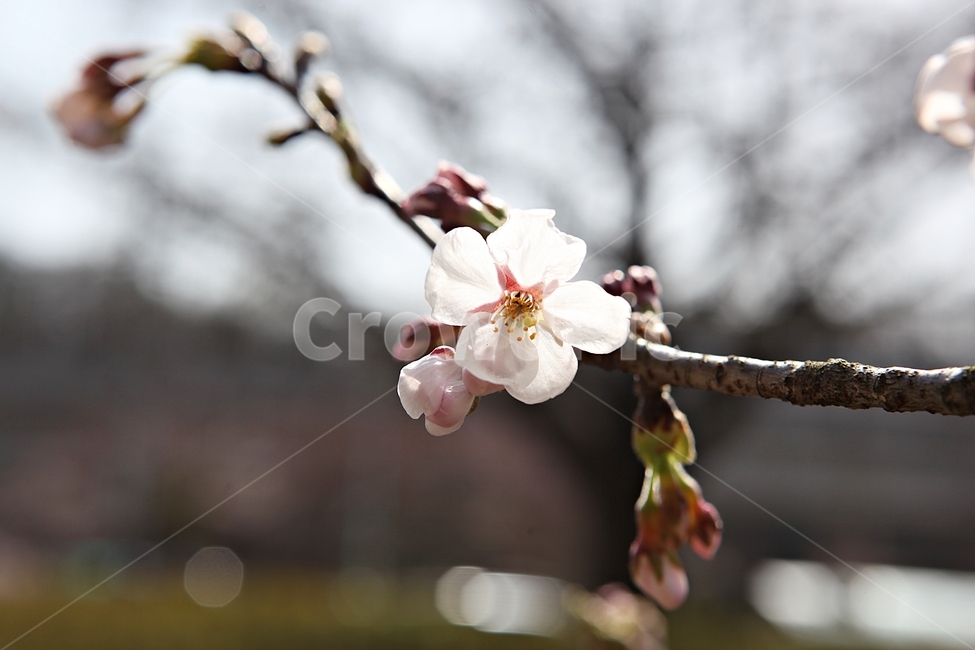 벗꽃,벗나무,꽃,봄꽃,벗꽃잎,꽃잎,식물,자연,공원,식물,자연,plants,nature,꽃,flower