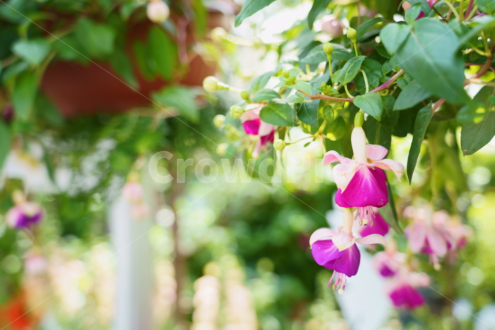 꽃,꽃박람회,플라워,flower,예쁜꽃