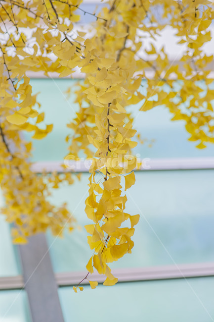 은행나무,가을,단풍,노랑,나무,가을단풍,감성,가을풍경,풍경,가을,계절,fall,autumn,season