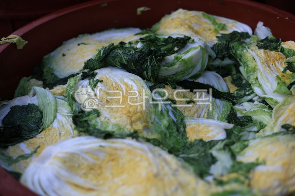 배추,김장,포기김치,김장김치,전통김치,절임배추,노란배추속,소금절임,겨울김장,야채