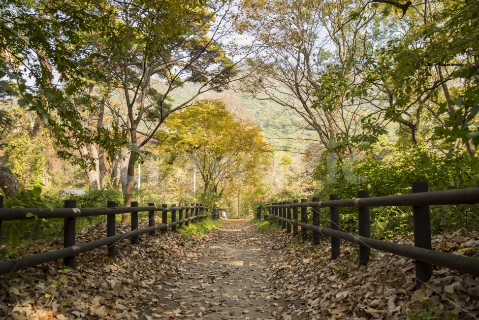 가을,낙엽,길,쓸쓸,나무,풍경,가을,계절,fall,autumn,season,자연,풍경,nature,landscape,path,통로
