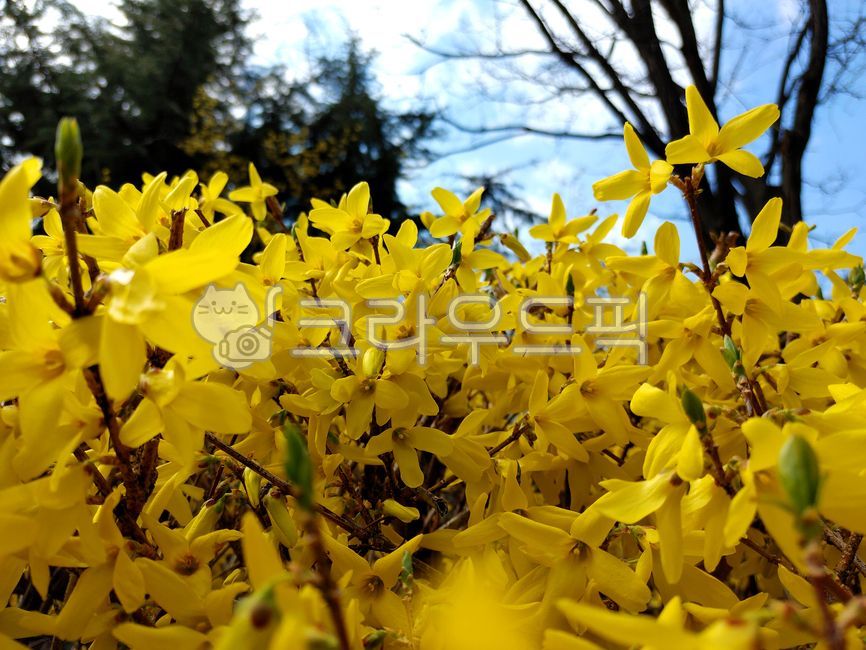 개나리,봄꽃,꽃,flower,식물,개나리꽃,개나리나무,봄나무,야생화,봄,spring