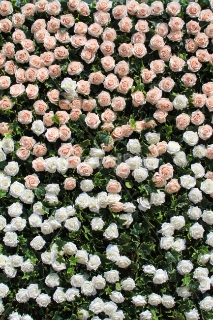 장미,대한민국,한국,꽃,natural,rose,jeju,fall,Republic of Korea,korea,장미공원,여자친구,포토존,식물,자연,plants,nature,꽃,flower,기념일,축하,anniversary,congratulation,celebrate,celebration