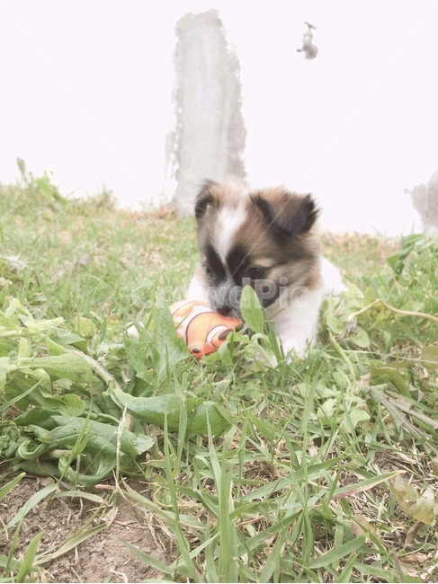 잔디,동물,개,animal,grass,개,강아지,dog,doggy