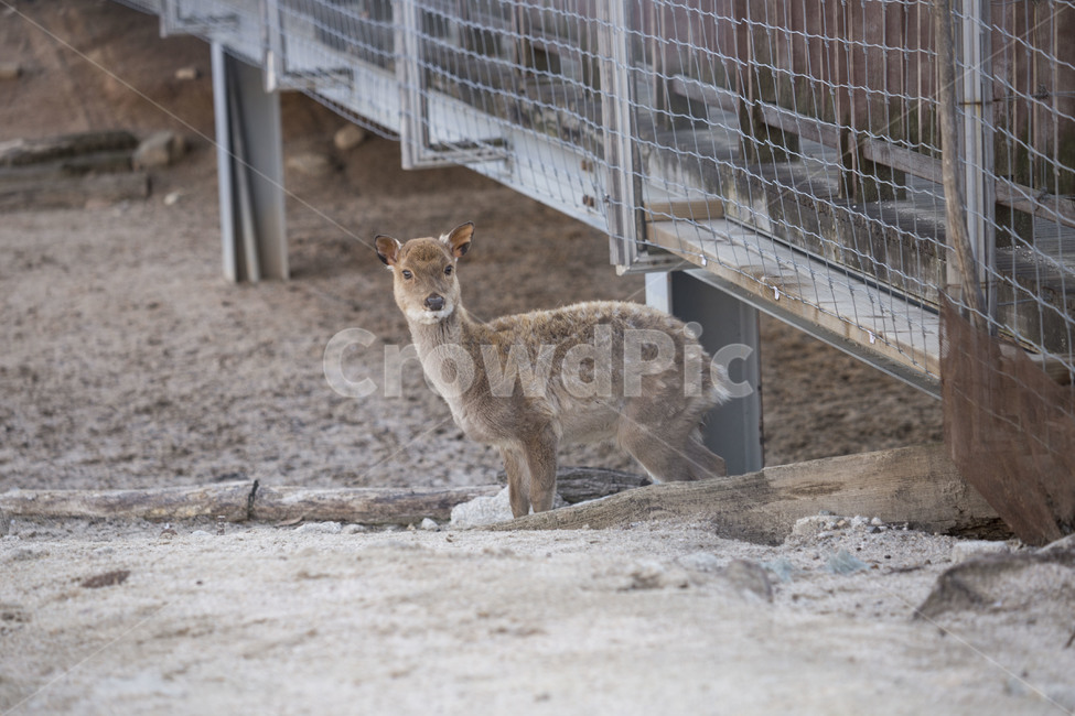 동물,꽃사슴,봄,새끼,북서울꿈의숲,동물,animal,포유류,mammal
