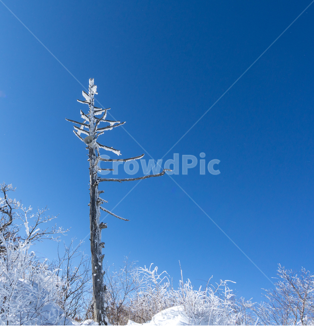 고목,상고대,눈꽃,rime,덕유산,자연,나무,겨울나무,겨울,winter