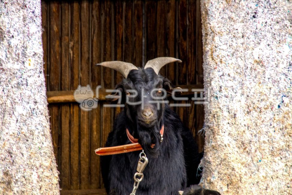 염소, goat, 흑염소, 동물, animal, 사진,이미지,일러스트,캘리그라피 - pixokorea작가