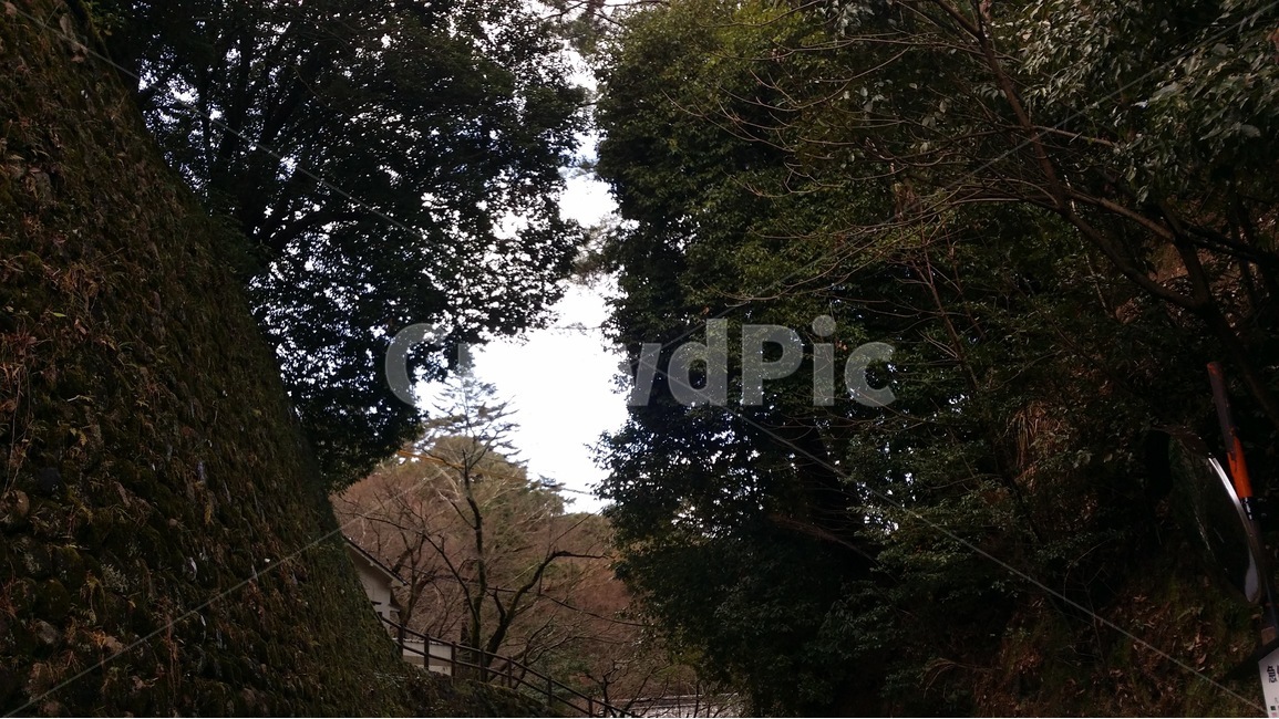 일본,자연,풍경,나무,하늘,japan,nature,scenery,tree,sky,nippon,ki,sora,huukei,자연,풍경,nature,landscape,plant,식물