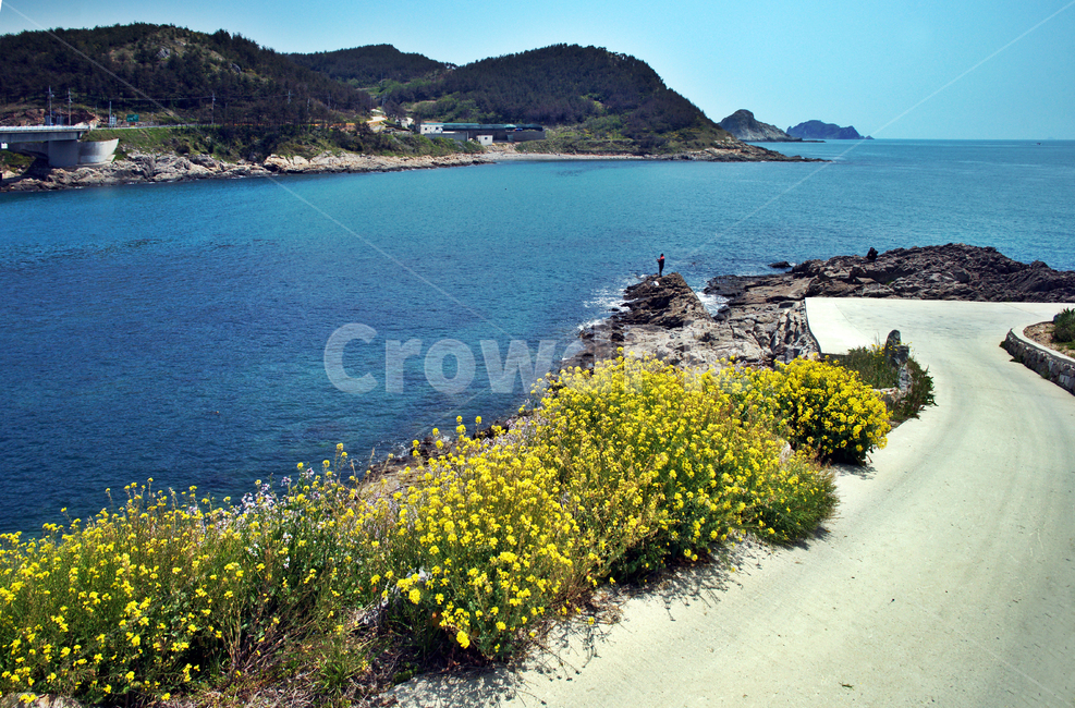 추자도,올레181코스,올레코스,제주,상추자도,도로,야생화,바다,자연,풍경,nature,landscape,제주도,jeju,jeju island,promontory,곶