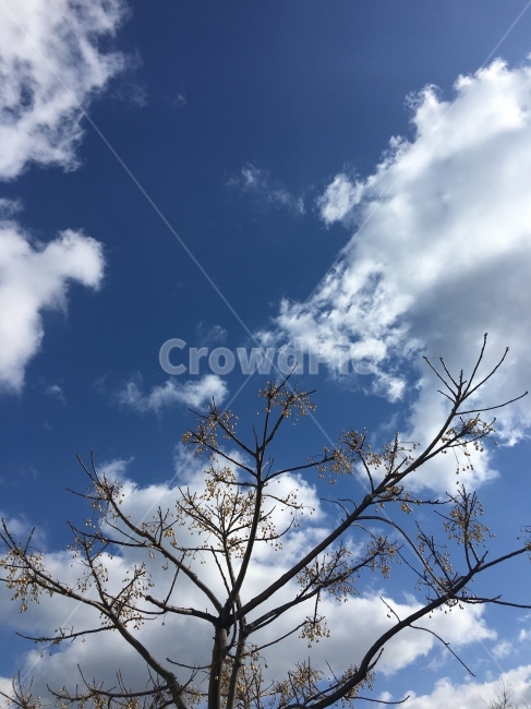 제주도,하늘,구름,하늘과구름,제주도하늘과구름,제주도하늘과나무와구름,자연,풍경,nature,landscape,식물,plants,나무,trees,wood,outdoors,옥외,weather,날씨