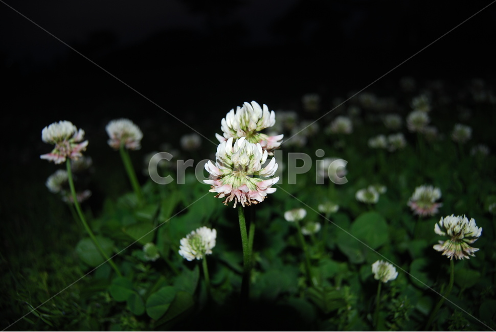 plant,식물,토끼풀,풀,잔디,밤,꽃