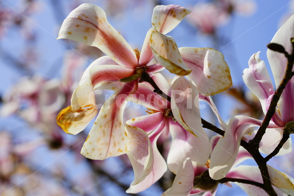 목련,자목련,봄,Spring,Magnolia,봄,계절,spring,season,식물,자연,plants,nature,꽃,flower,plant,blossom