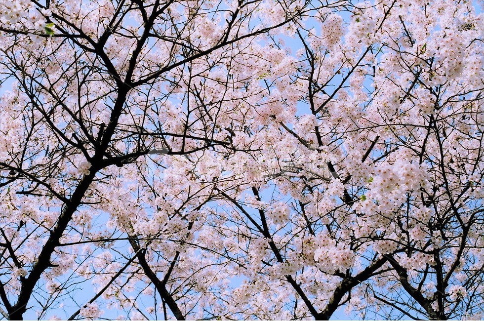 봄,봄날,벚꽃,벚꽃엔딩,벚꽃나무,벚나무,분홍색,풍경,자연,식물,나무,몽환적,꽃잎,꽃나무,봄소풍,필름,감성,pink,spring,flower,cherryblossom,꽃길,4월,봄,계절,spring,season,식물,자연,plants,nature,꽃,flower,감성,sensible,feeling,plant,blossom