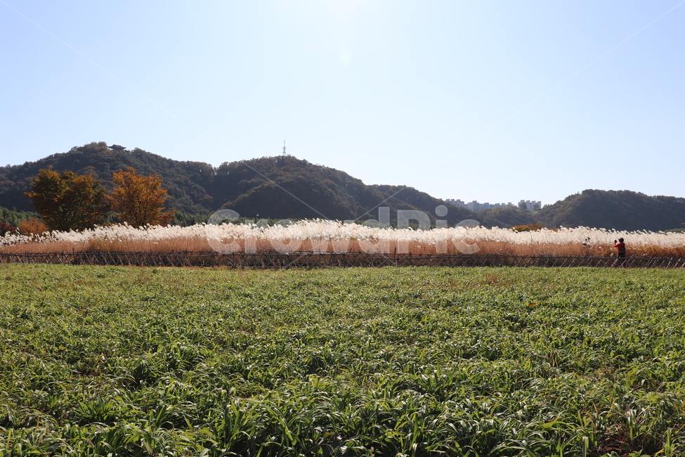 태화강,field,들,nature,자연,목초지,grassland,옥외,outdoors,countryside,자연,풍경,nature,landscape