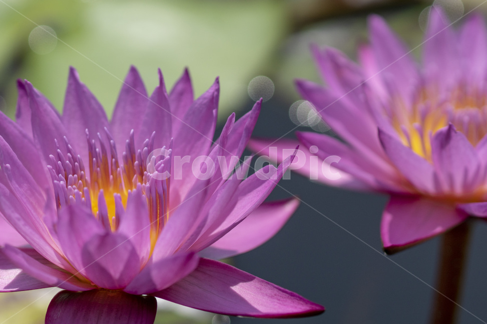 수련,꽃,꽃사진,fiower,nature,자연,연꽃사진,연꽃,식물,자연,plants,nature,꽃,flower