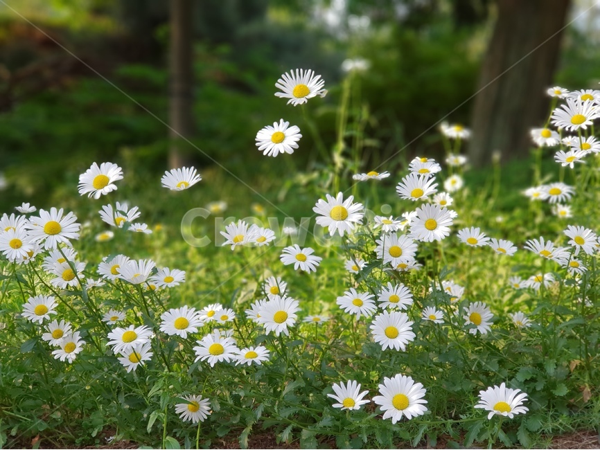데이지,꽃,흰색,풍경,풀,평화,식물,자연,plants,nature,꽃,flower