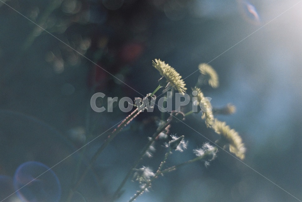 들꽃,꽃,보케,민들레,감성사진,식물,자연,plants,nature,꽃,flower,휴식,힐링,rest,relaxation,healing