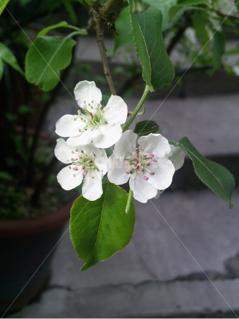 plant,식물,흰꽃,꽃,flower,식물,자연,plants,nature,꽃,flower
